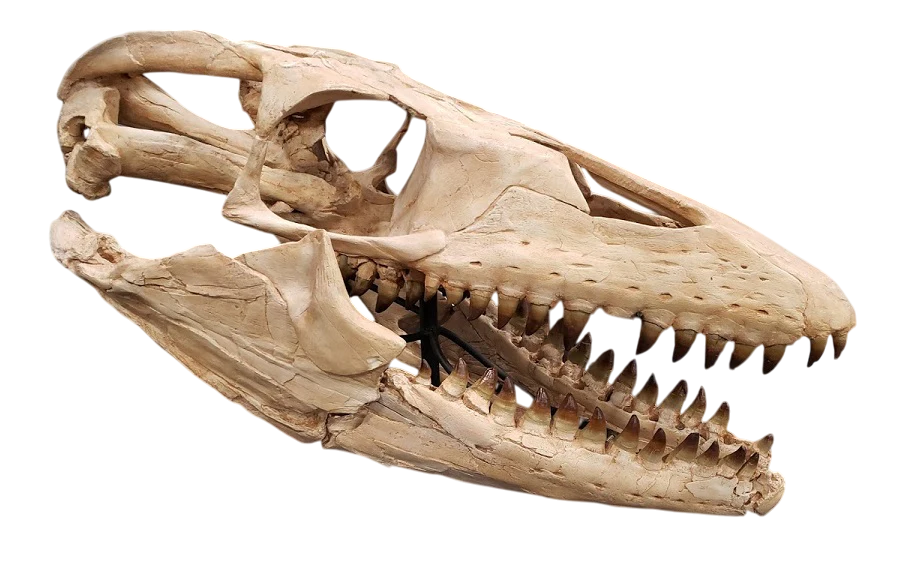 Home mosasaur skull