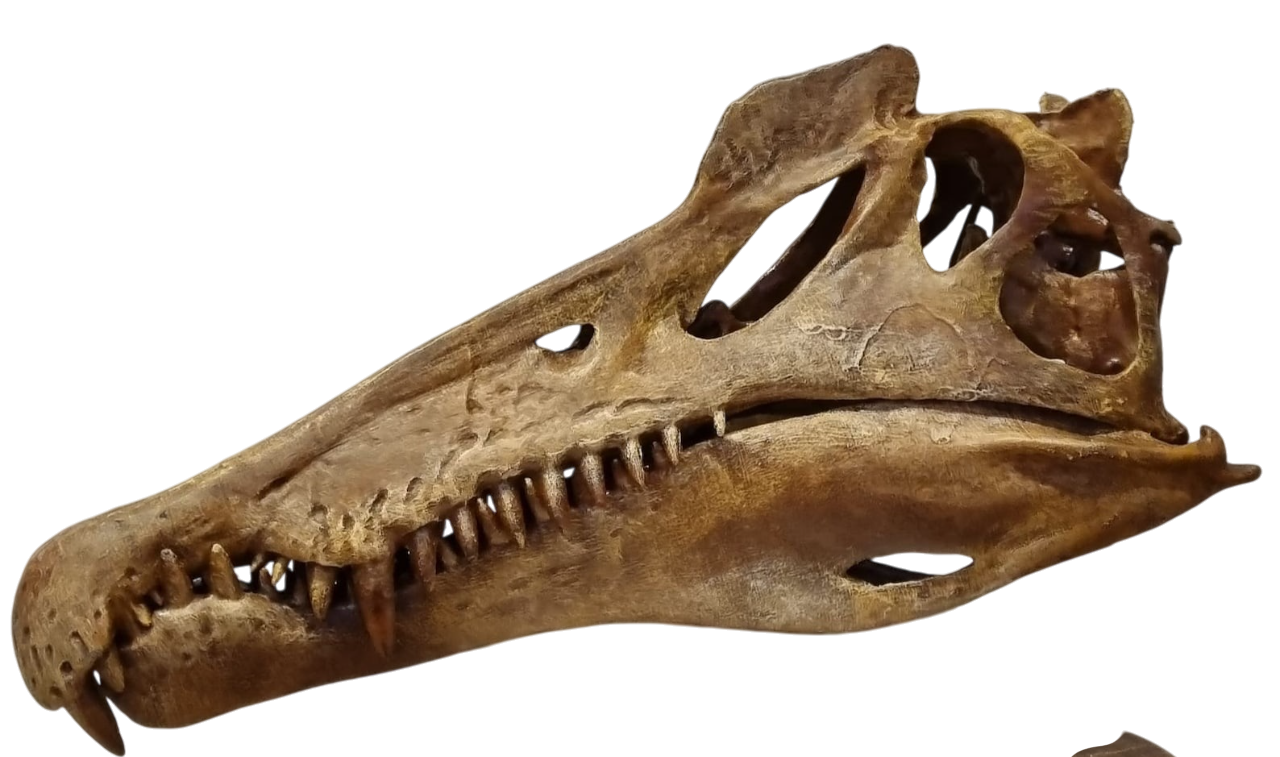 Spinosaurus fossil specimens