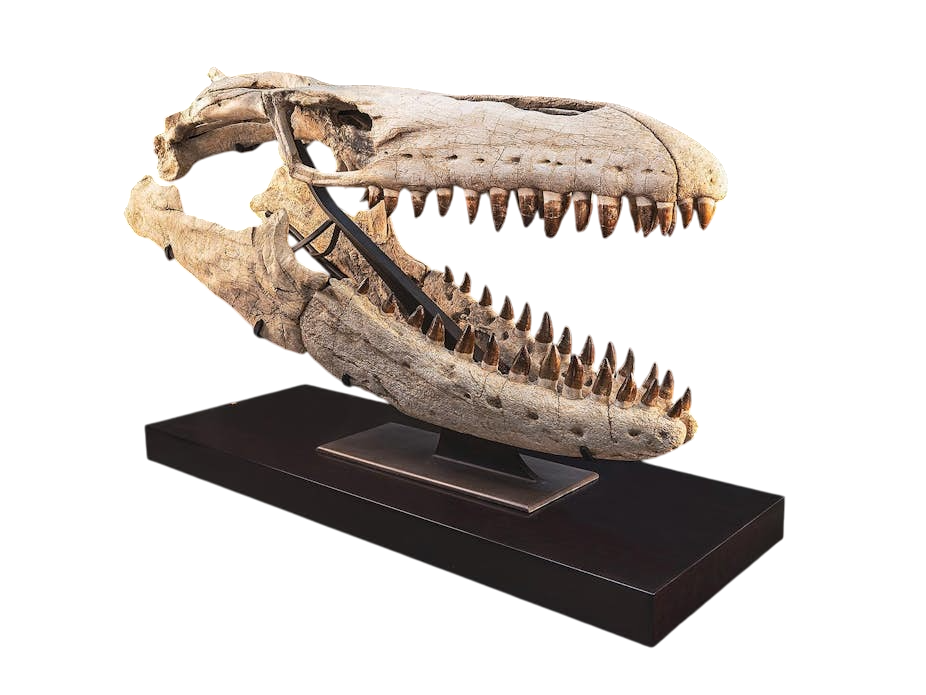 Mosasaur fossil specimens