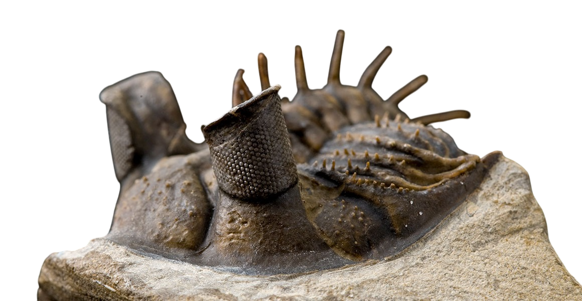 Trilobite fossil specimens