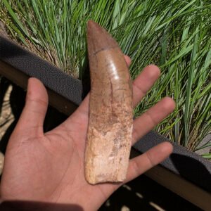 Authentic Carcharodontosaurus Fossil Tooth