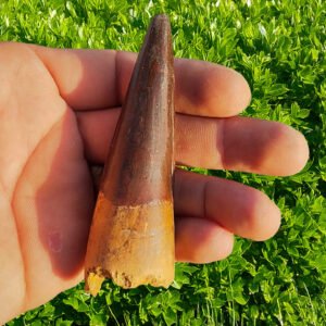Authentic Dinosaur Fossil Spinosaurus Tooth Gift Idea for Collectors