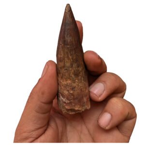Authentic Dinosaur Fossil  Spinosaurus Tooth Gift Idea for Collectors