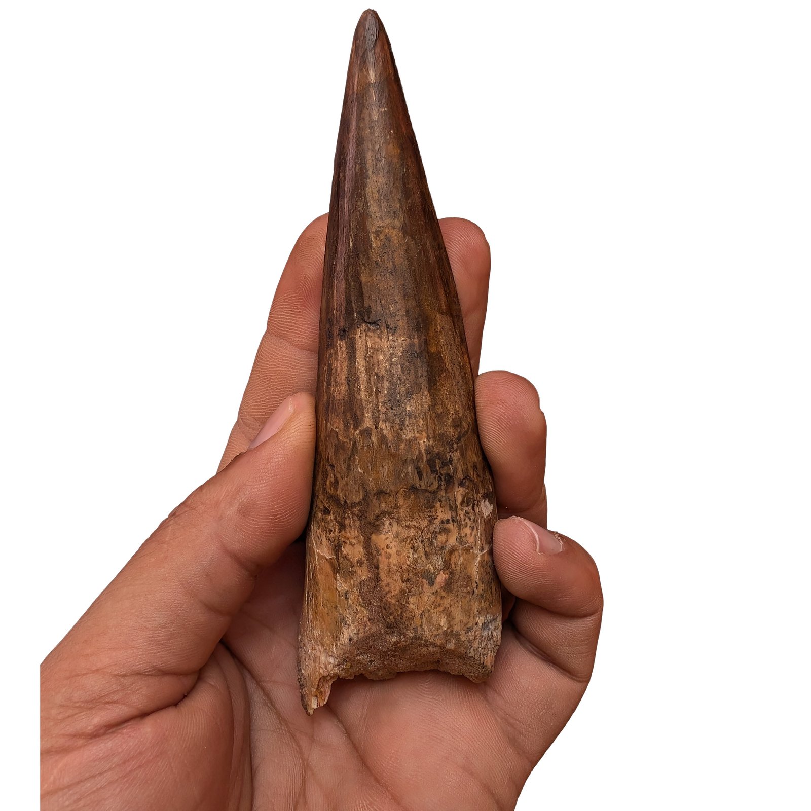 Moroccan Spinosaurus Tooth Specimen Authentic Fossil Dinosaur Fossilized Relic Moroccan Spinosaurus Tooth Specimen Authentic Fossil Dinosaur Fossilized Relic