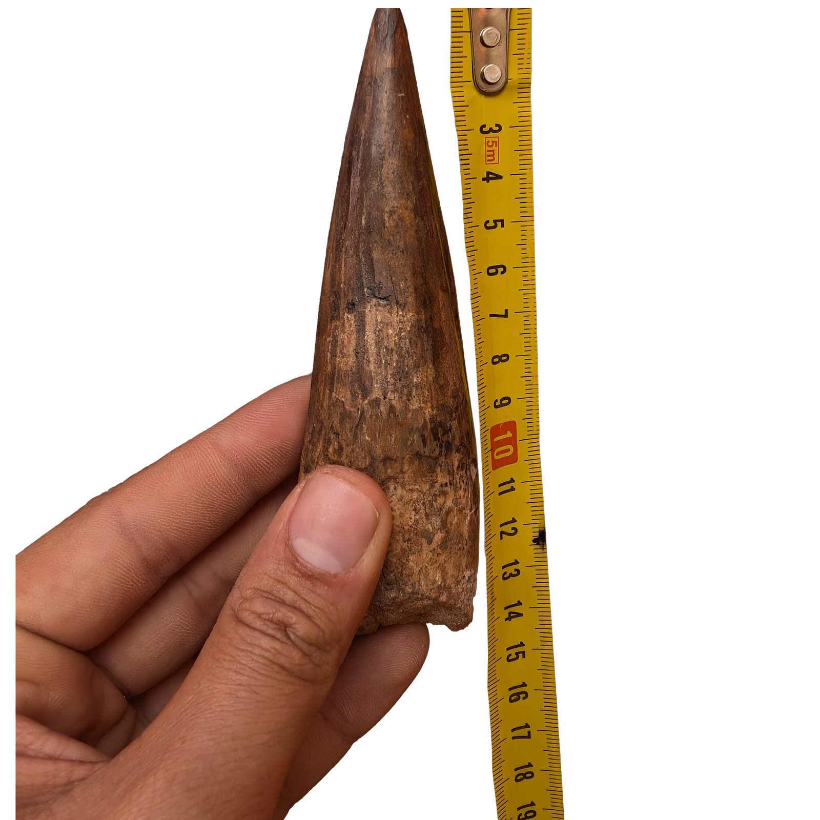 Moroccan Spinosaurus Tooth Specimen Authentic Fossil Dinosaur Fossilized Relic Moroccan Spinosaurus Tooth Specimen Authentic Fossil Dinosaur Fossilized Relic - Image 4