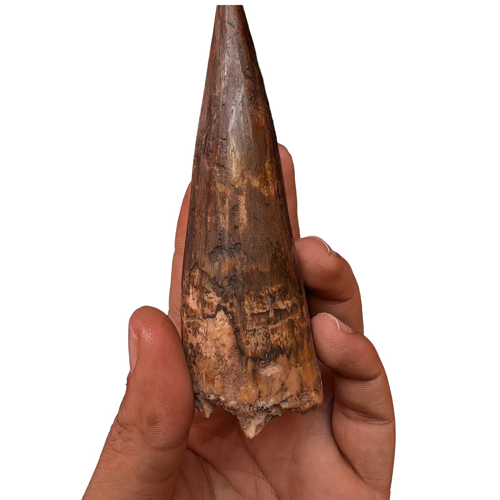 Moroccan Spinosaurus Tooth Specimen Authentic Fossil Dinosaur Fossilized Relic Moroccan Spinosaurus Tooth Specimen Authentic Fossil Dinosaur Fossilized Relic - Image 5