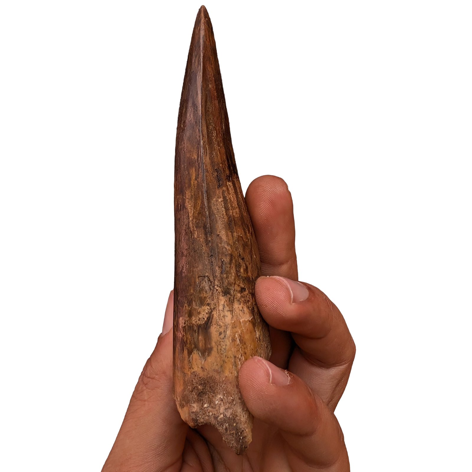 Moroccan Spinosaurus Tooth Specimen Authentic Fossil Dinosaur Fossilized Relic Moroccan Spinosaurus Tooth Specimen Authentic Fossil Dinosaur Fossilized Relic - Image 6