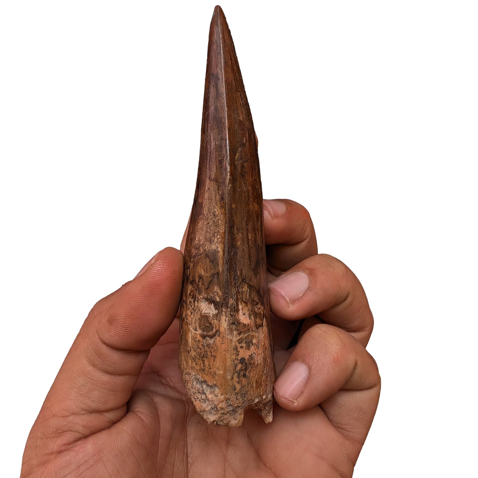 Moroccan Spinosaurus Tooth Specimen Authentic Fossil Dinosaur Fossilized Relic Moroccan Spinosaurus Tooth Specimen Authentic Fossil Dinosaur Fossilized Relic - Image 2