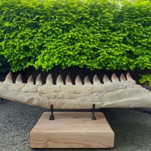 Authentic Mosasaur Jaw Morocco fossil with teeth