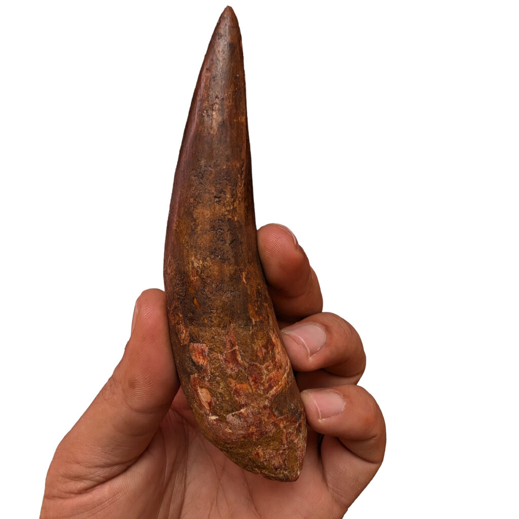 certified spinosaurus tooth