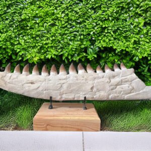 Complete Lower Mosasaur Jaw Fossil Specimen – Authentic Cretaceous Marine Reptile
