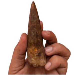 Home Rare Fossilized Spinosaurus Tooth Find – Authentic Prehistoric Specimen