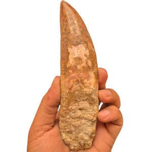 Genuine Carcharodontosaurus Tooth Find