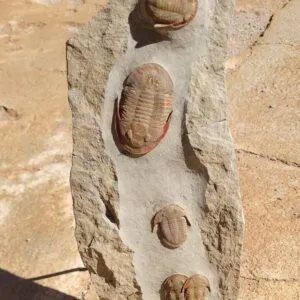 Plate of Kierarges and Asaphus – 1 – Specimen - complete fossil specimen