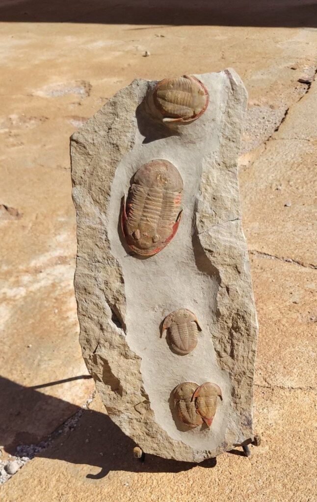 trilobite