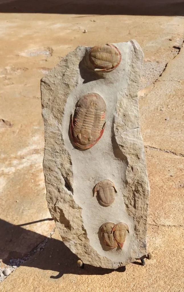 trilobite fossil plate