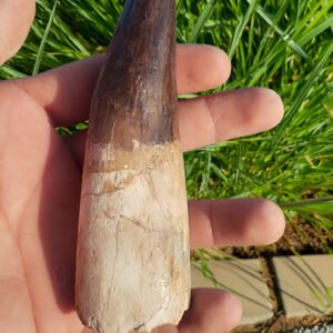 Premium Spinosaurus Tooth Display fossil in case