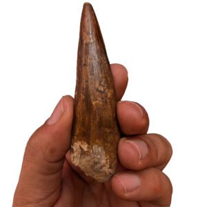 Authentic-Look Premium Spinosaurus Tooth Display for Collectors & Decor