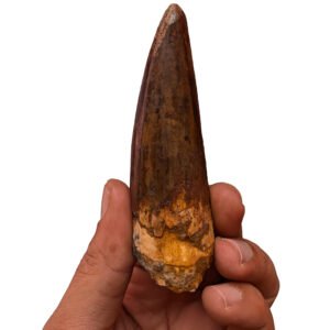 Spinosaurus Tooth Polished Fossil Dinosaur Specimen Authentic Display Piece