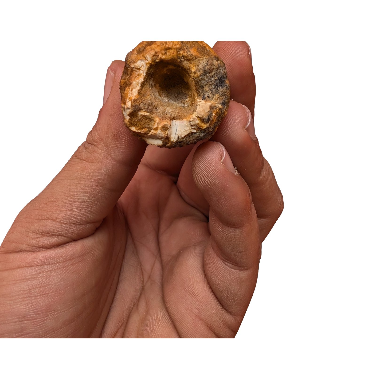 Spinosaurus Tooth Polished Fossil Dinosaur Specimen Authentic Display Piece Spinosaurus Tooth Polished Fossil Dinosaur Specimen Authentic Display Piece - Image 5