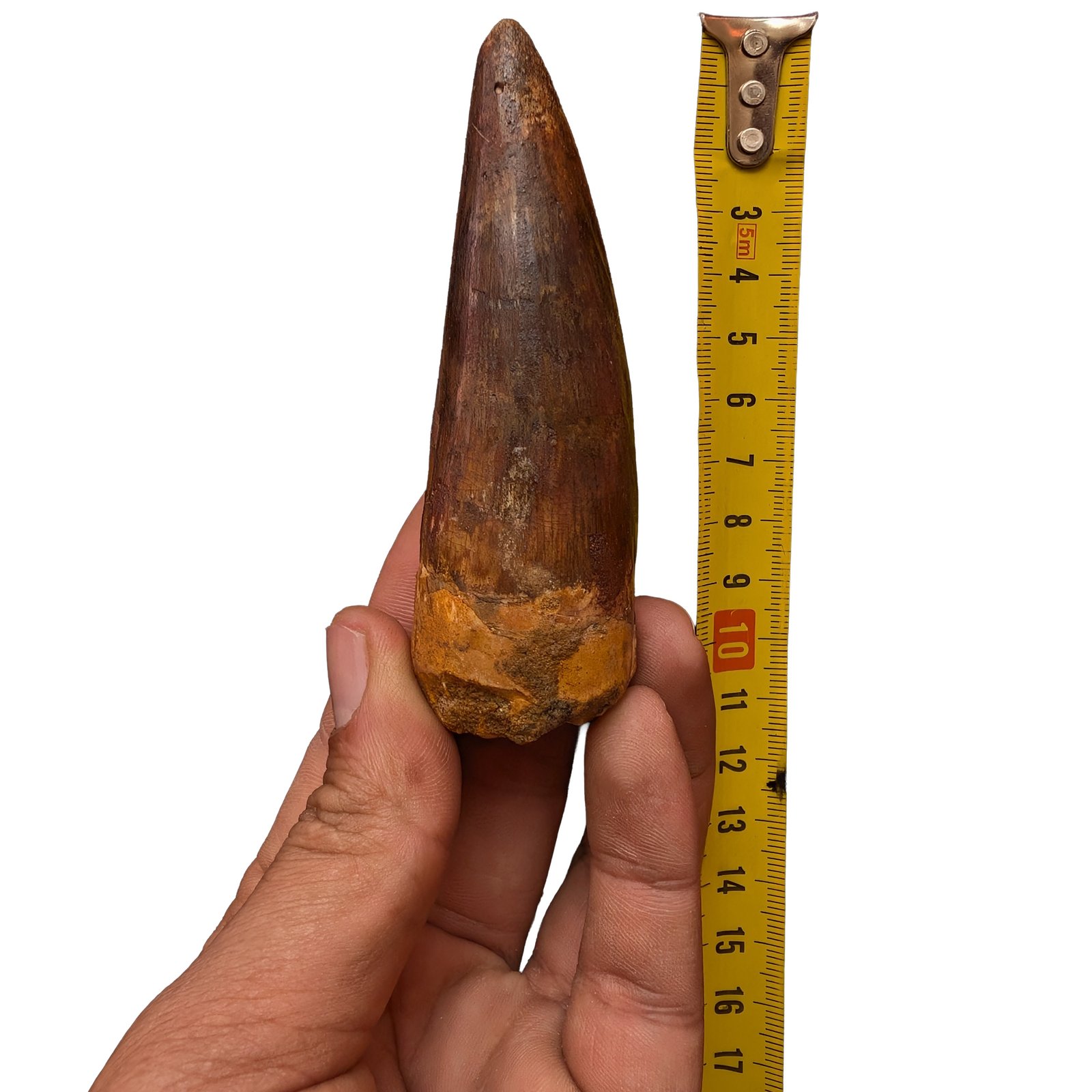 Spinosaurus Tooth Polished Fossil Dinosaur Specimen Authentic Display Piece Spinosaurus Tooth Polished Fossil Dinosaur Specimen Authentic Display Piece - Image 6