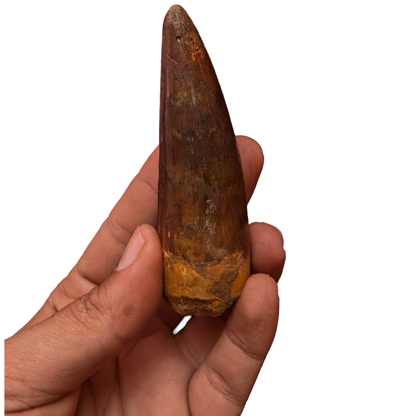 Spinosaurus Tooth Polished Fossil Dinosaur Specimen Authentic Display Piece Spinosaurus Tooth Polished Fossil Dinosaur Specimen Authentic Display Piece - Image 7