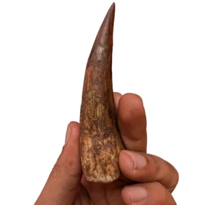 Rare Find – Verified Spinosaurus Tooth Fossil for Collectors