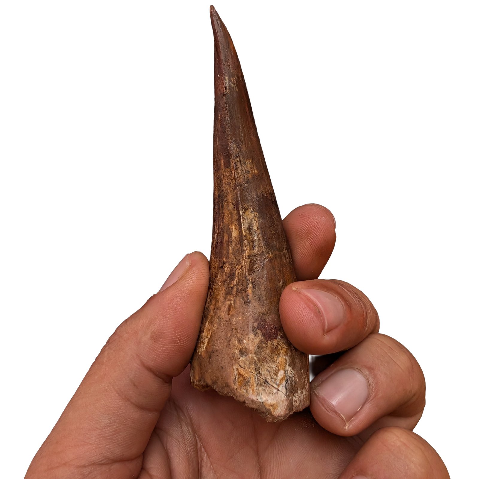 Rare Find – Verified Spinosaurus Tooth Fossil for Collectors Rare Find – Verified Spinosaurus Tooth Fossil for Collectors - Image 4