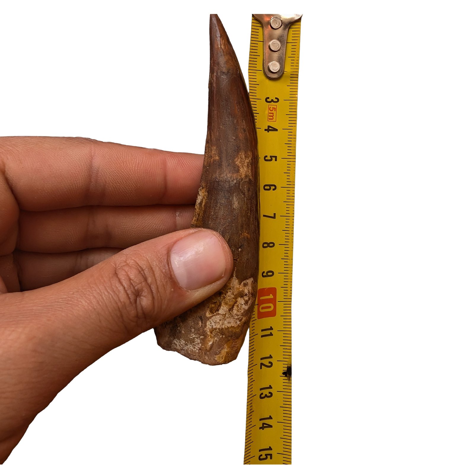 Rare Find – Verified Spinosaurus Tooth Fossil for Collectors Rare Find – Verified Spinosaurus Tooth Fossil for Collectors - Image 6