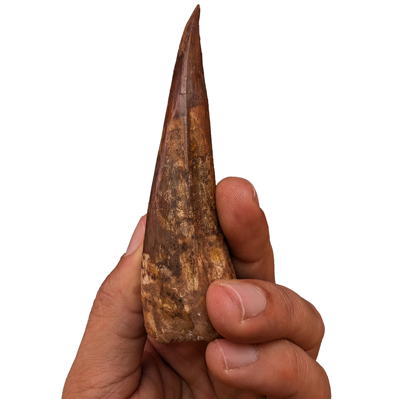 Rare Find – Verified Spinosaurus Tooth Fossil for Collectors Rare Find – Verified Spinosaurus Tooth Fossil for Collectors - Image 8