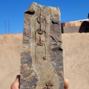 ampyx trilobite fossil plate authentic ordovician specimen