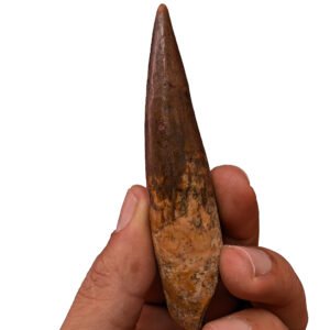 Authentic Spinosaurus Tooth Fossil Dinosaur Remains from Cretaceous Period
