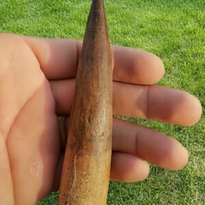 authentic spinosaurus tooth fossil from Morocco