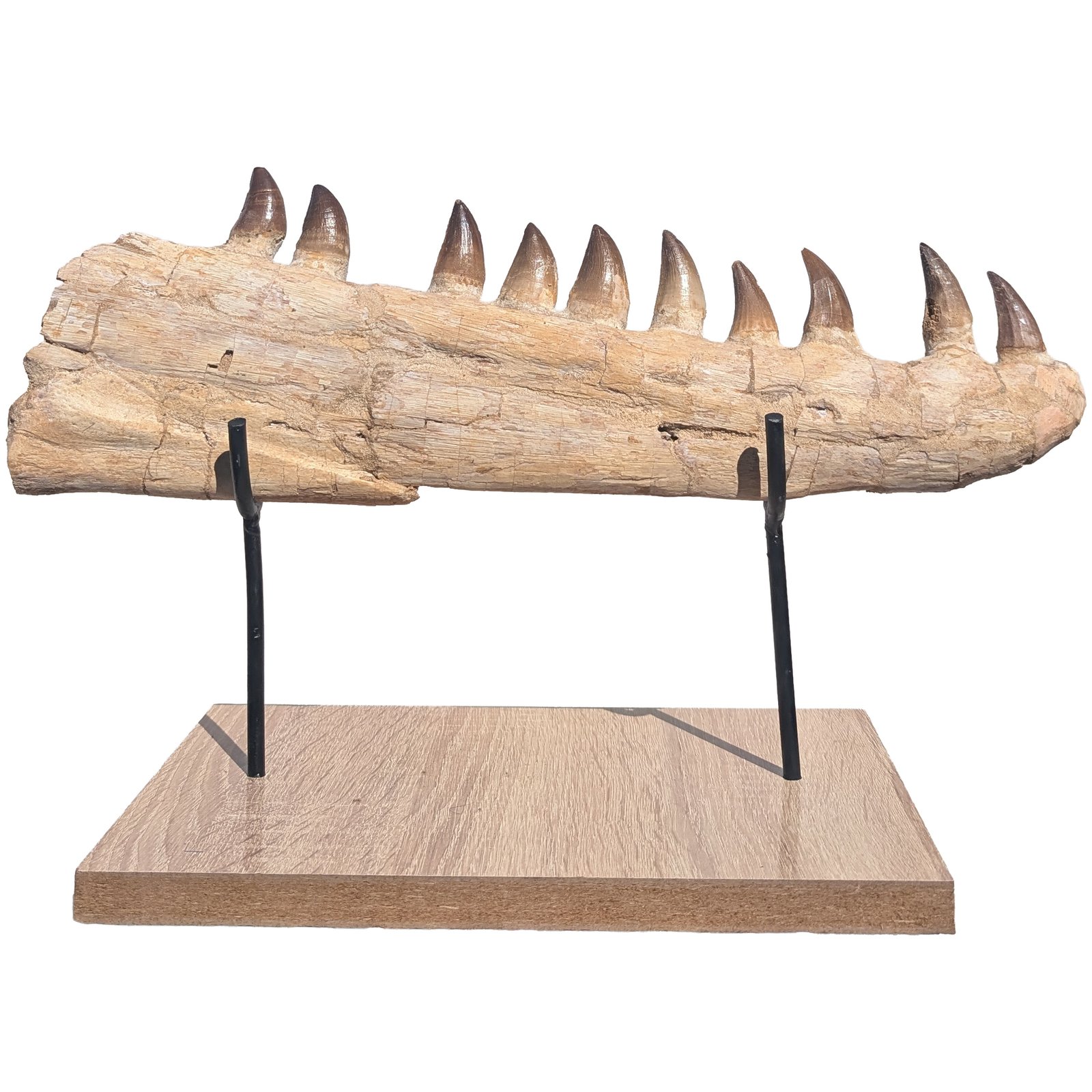 Complete Lower Mosasaur Jaw Fossil Specimen Authentic Cretaceous Marine Reptile Complete Lower Mosasaur Jaw Fossil Specimen Authentic Cretaceous Marine Reptile