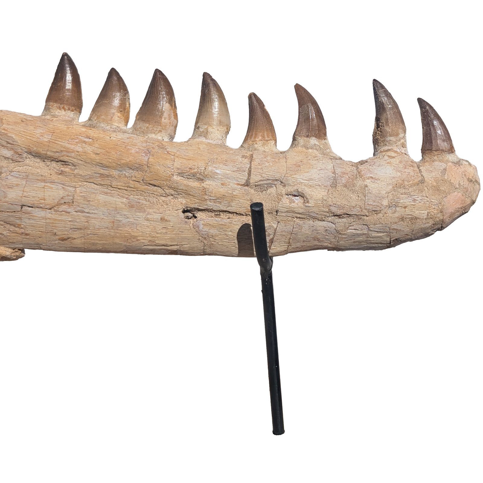 Complete Lower Mosasaur Jaw Fossil Specimen Authentic Cretaceous Marine Reptile Complete Lower Mosasaur Jaw Fossil Specimen Authentic Cretaceous Marine Reptile - Image 2