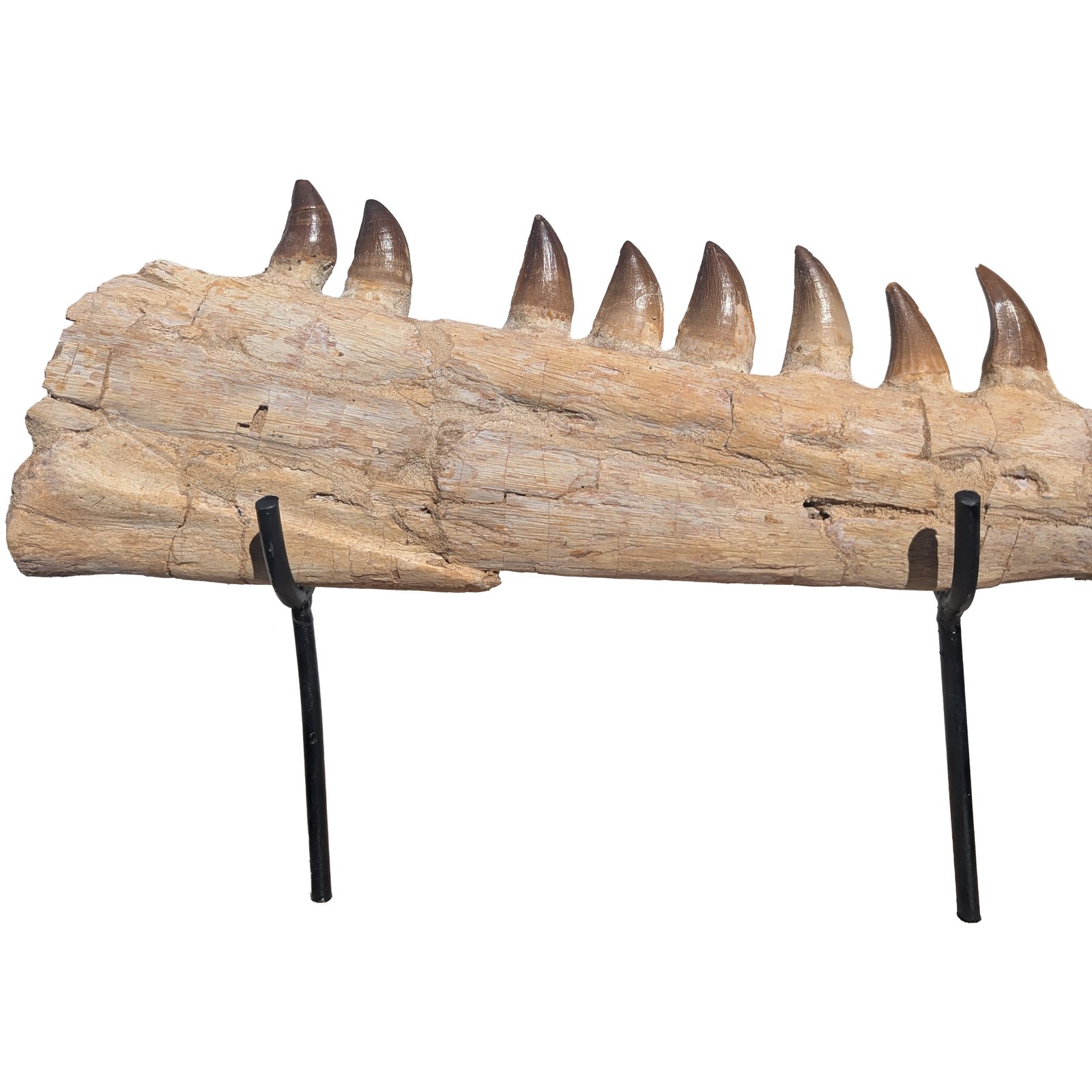 Complete Lower Mosasaur Jaw Fossil Specimen Authentic Cretaceous Marine Reptile Complete Lower Mosasaur Jaw Fossil Specimen Authentic Cretaceous Marine Reptile - Image 3