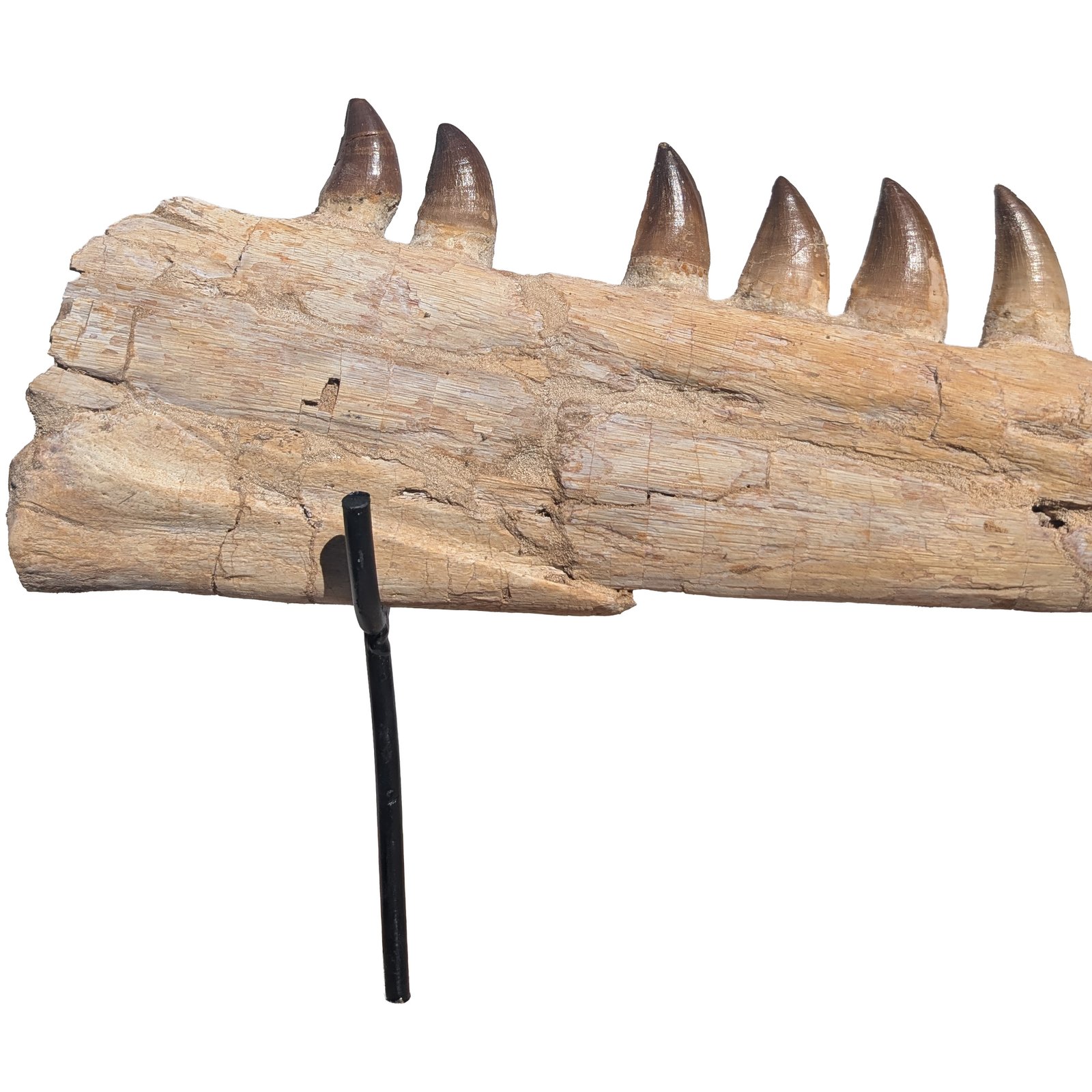 Complete Lower Mosasaur Jaw Fossil Specimen Authentic Cretaceous Marine Reptile Complete Lower Mosasaur Jaw Fossil Specimen Authentic Cretaceous Marine Reptile - Image 4