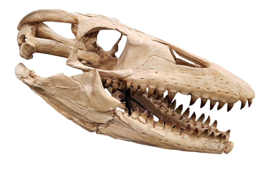 dinosaur fossils for sale.