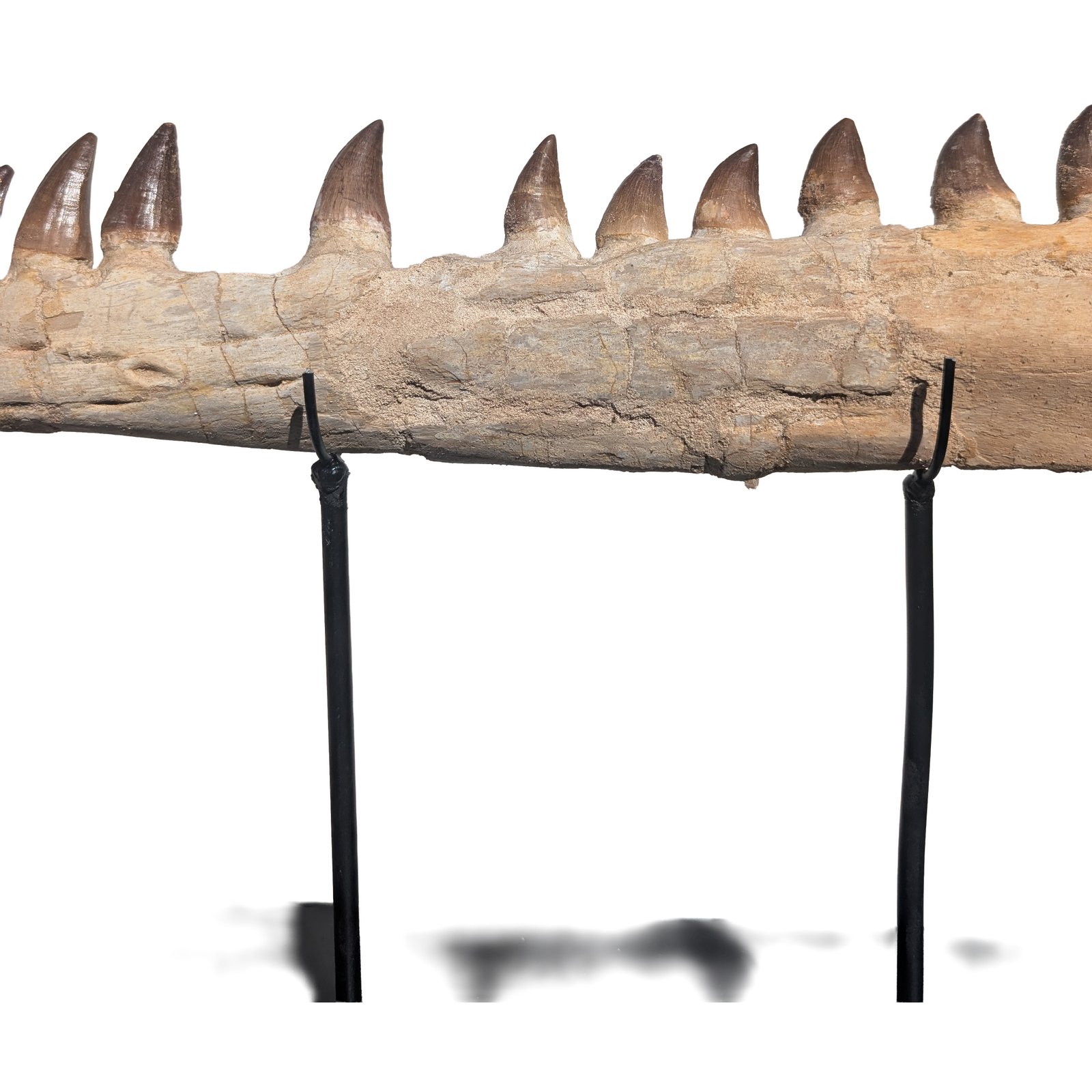 Genuine Mosasaur Fossil Morocco Prehistoric Marine Reptile Tooth Specimen Genuine Mosasaur Fossil Morocco Prehistoric Marine Reptile Tooth Specimen - Image 3