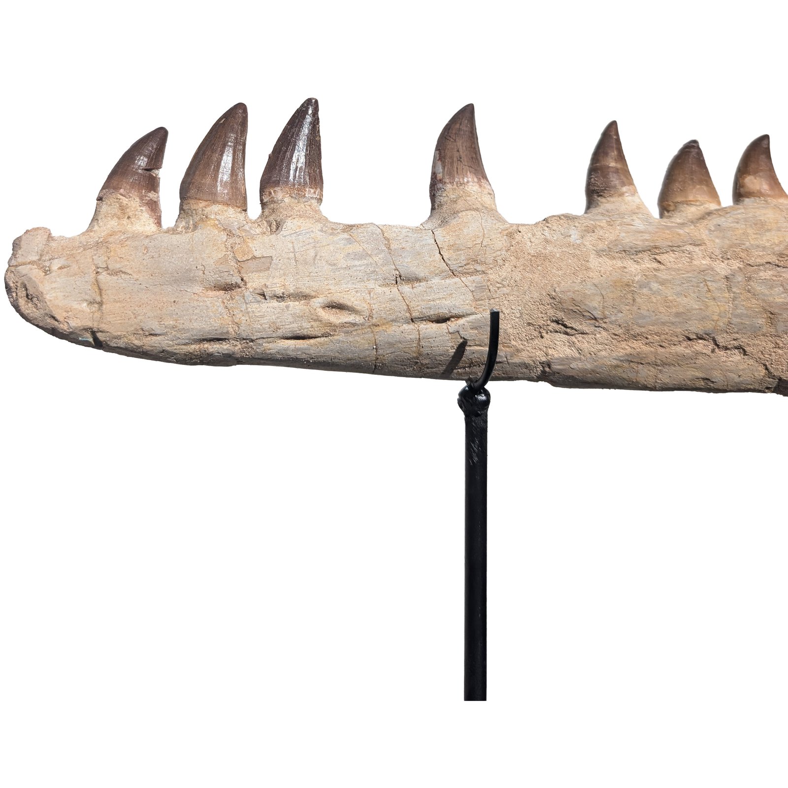 Genuine Mosasaur Fossil Morocco Prehistoric Marine Reptile Tooth Specimen Genuine Mosasaur Fossil Morocco Prehistoric Marine Reptile Tooth Specimen - Image 4