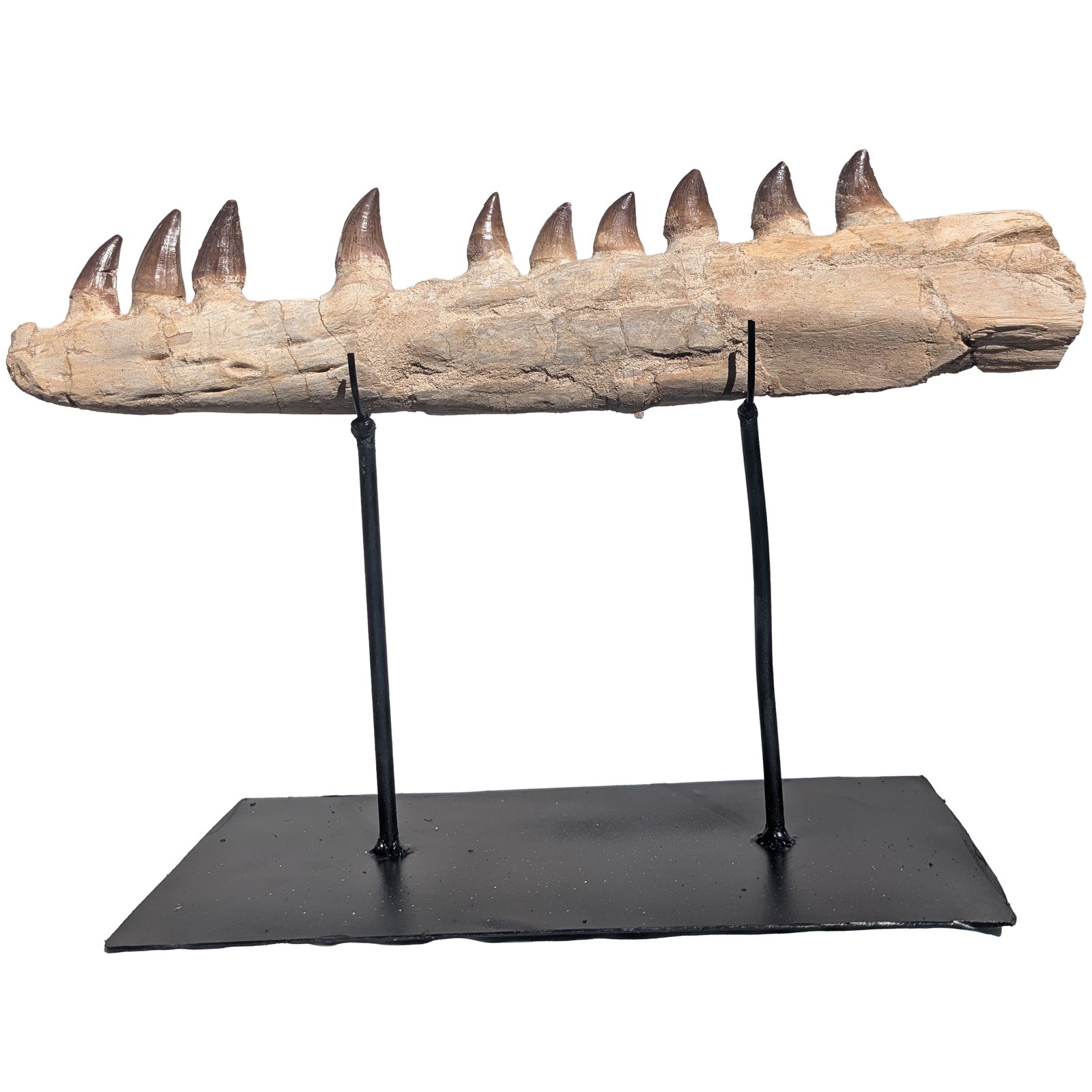 Genuine Mosasaur Fossil Morocco Prehistoric Marine Reptile Tooth Specimen Genuine Mosasaur Fossil Morocco Prehistoric Marine Reptile Tooth Specimen - Image 6