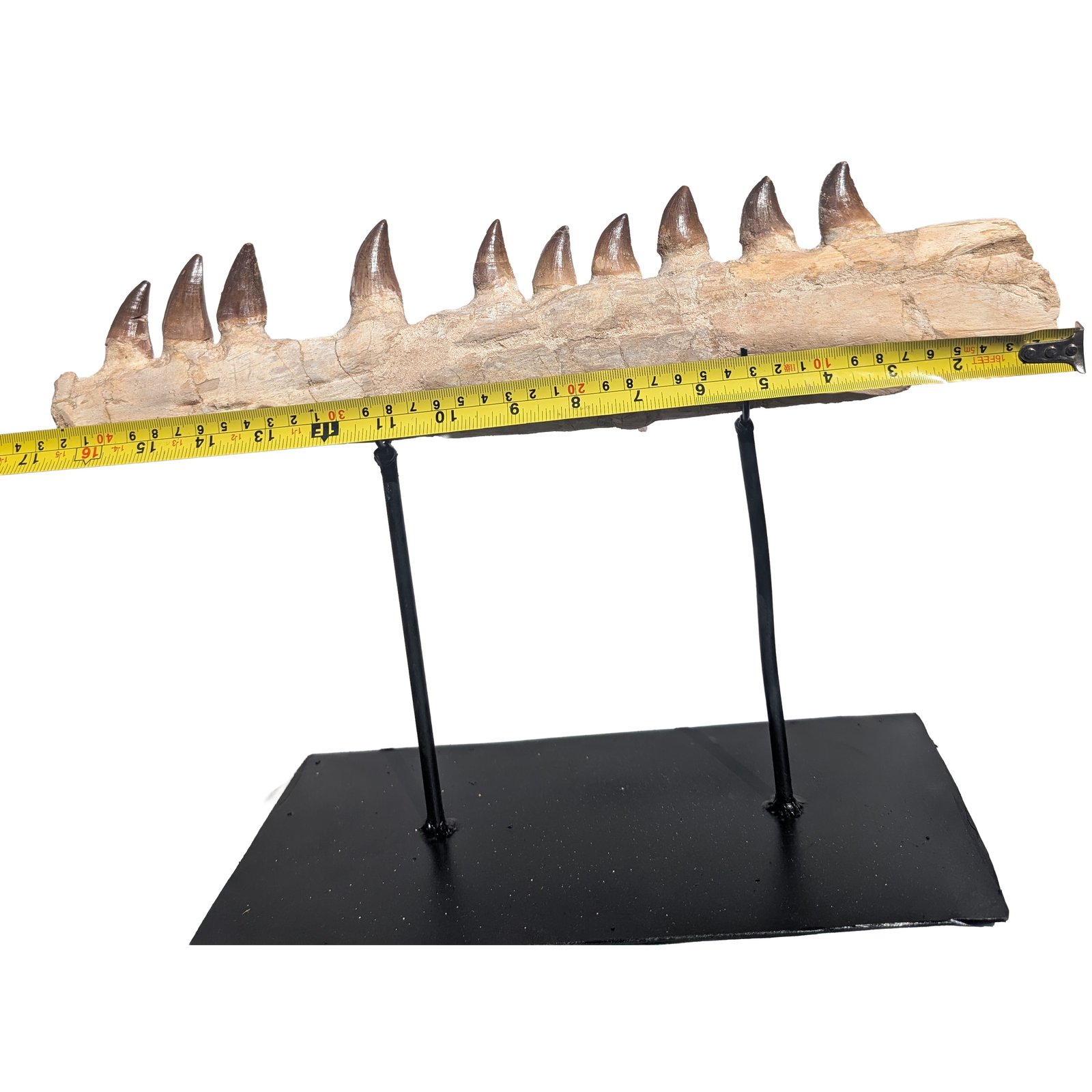 Genuine Mosasaur Fossil Morocco Prehistoric Marine Reptile Tooth Specimen Genuine Mosasaur Fossil Morocco Prehistoric Marine Reptile Tooth Specimen - Image 7