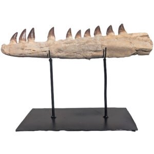 Genuine Mosasaur Fossil Morocco Prehistoric Marine Reptile Tooth Specimen