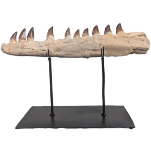 Genuine Mosasaur Fossil Morocco specimen