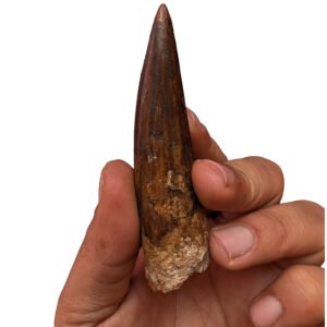 Rare Genuine Spinosaurus Fossil Morocco – Authentic Collector’s Piece