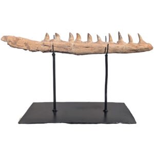 Rare Mosasaur Jaw Authentic Display for Collectors and Classrooms