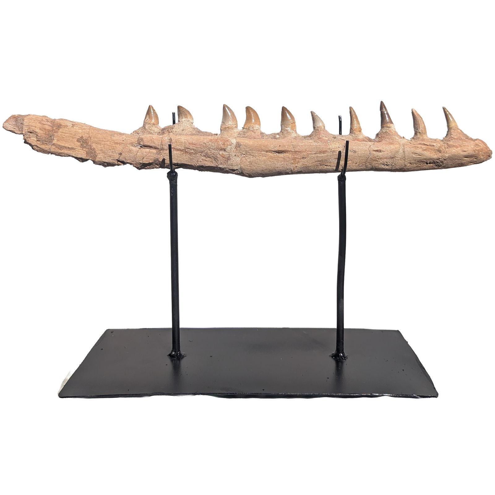 Rare Mosasaur Jaw Authentic Display for Collectors and Classrooms Rare Mosasaur Jaw Authentic Display for Collectors and Classrooms