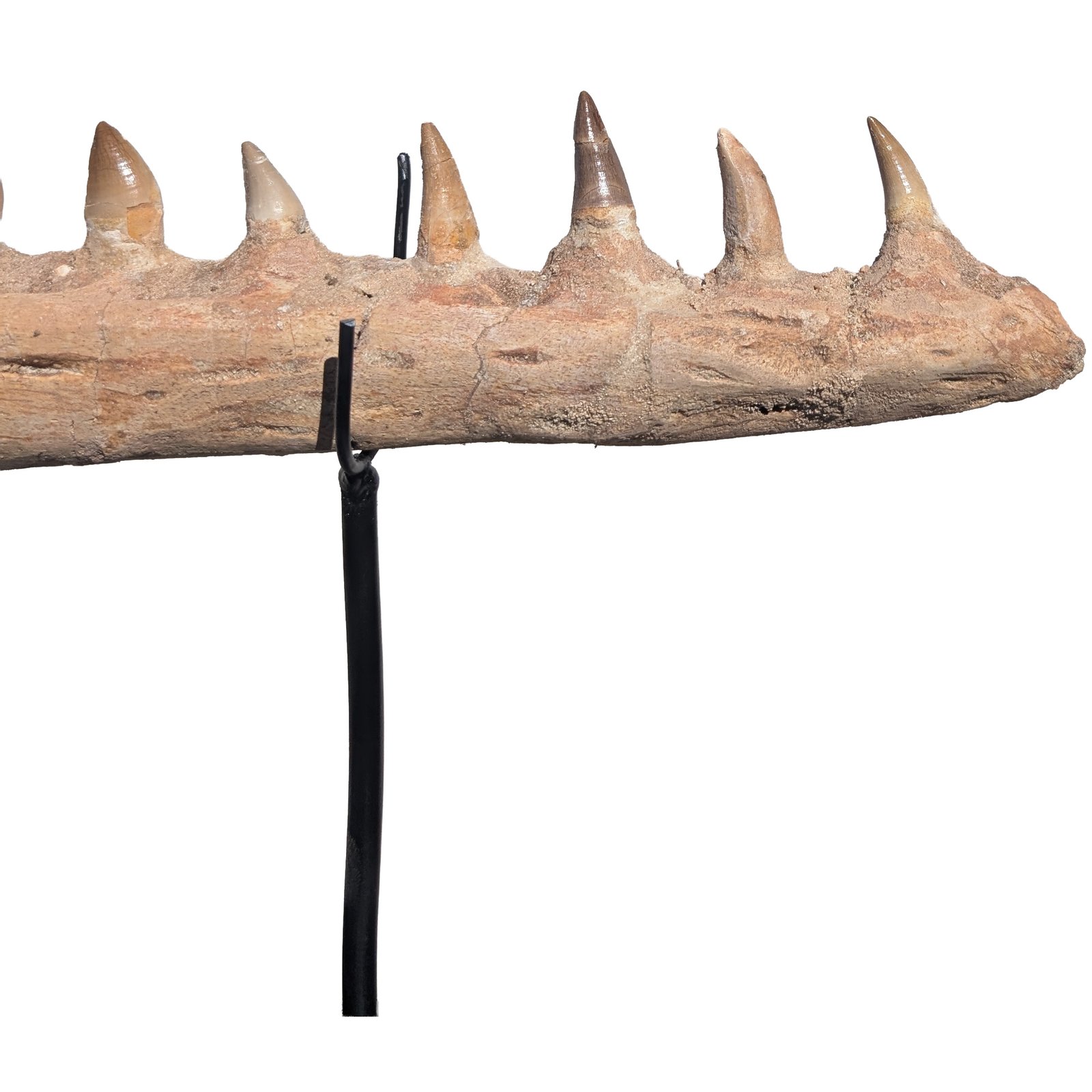 Rare Mosasaur Jaw Authentic Display for Collectors and Classrooms Rare Mosasaur Jaw Authentic Display for Collectors and Classrooms - Image 2