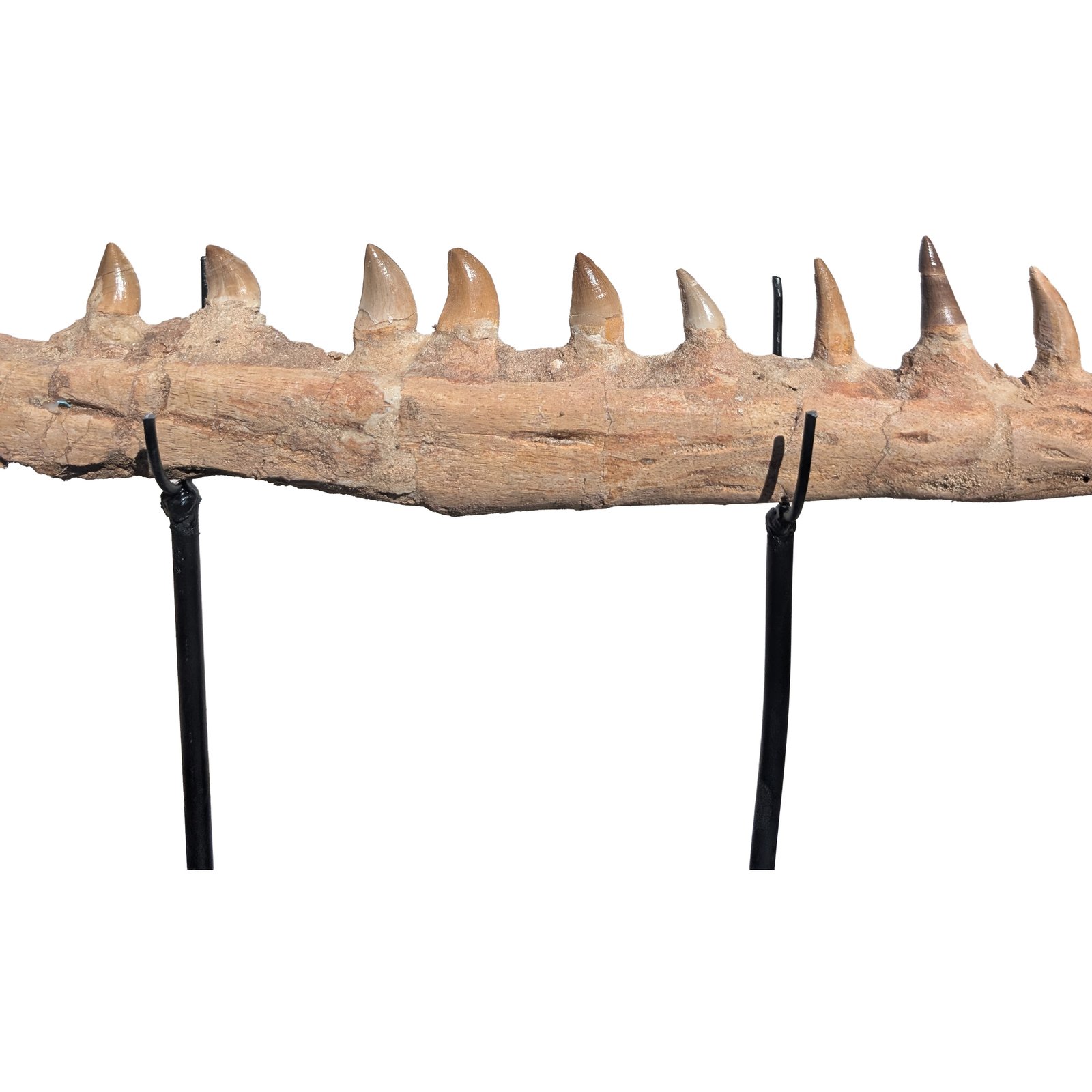 Rare Mosasaur Jaw Authentic Display for Collectors and Classrooms Rare Mosasaur Jaw Authentic Display for Collectors and Classrooms - Image 3