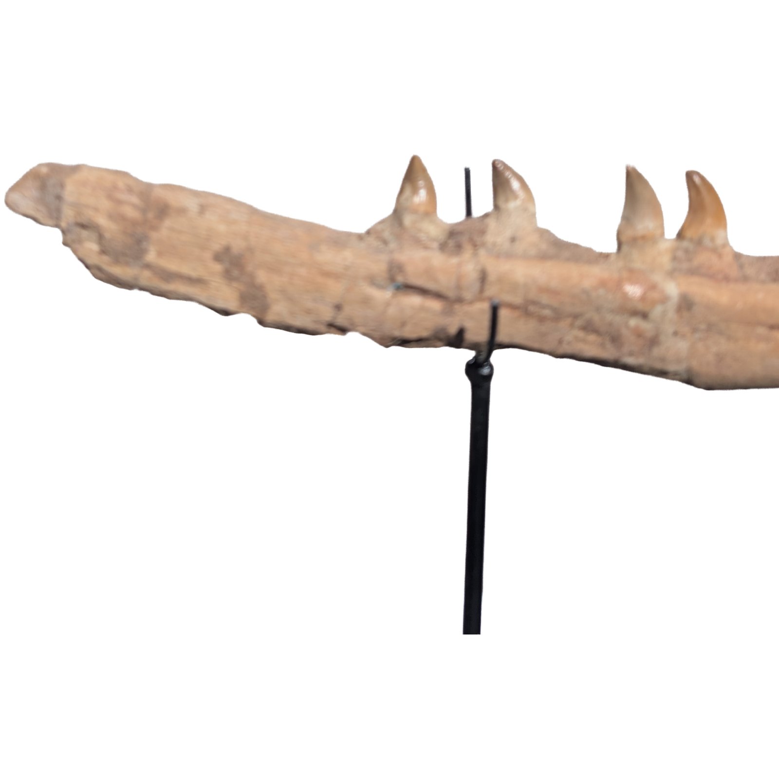 Rare Mosasaur Jaw Authentic Display for Collectors and Classrooms Rare Mosasaur Jaw Authentic Display for Collectors and Classrooms - Image 4